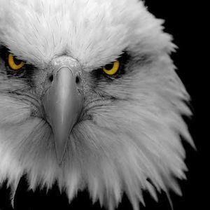 Meet your Posher, Larry